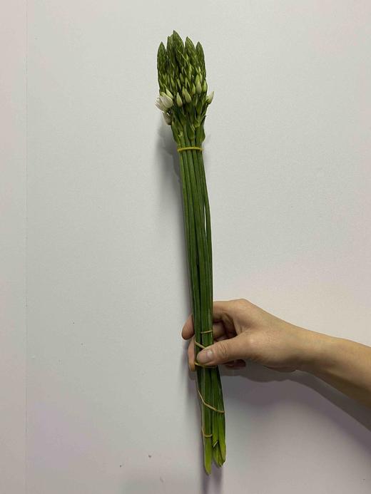 B级雀梅 商品图1