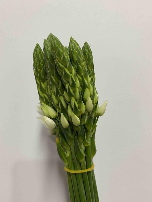 B级雀梅 商品图0