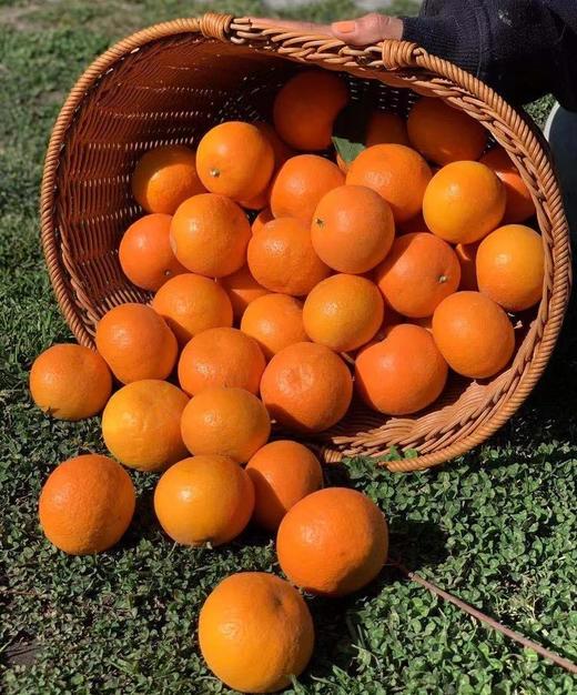 【新鲜采摘产地直发】素方舟有机沃柑 | 云南大理（顺丰速运） 商品图3