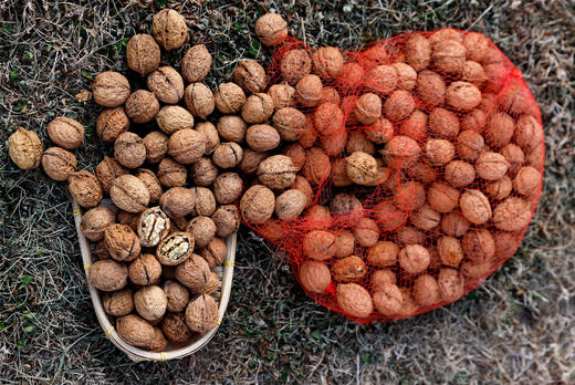 【野生·百年古树核桃】-颗颗精选，天然美味，百年古树结果，孕妇老人小孩坚果零食 商品图4