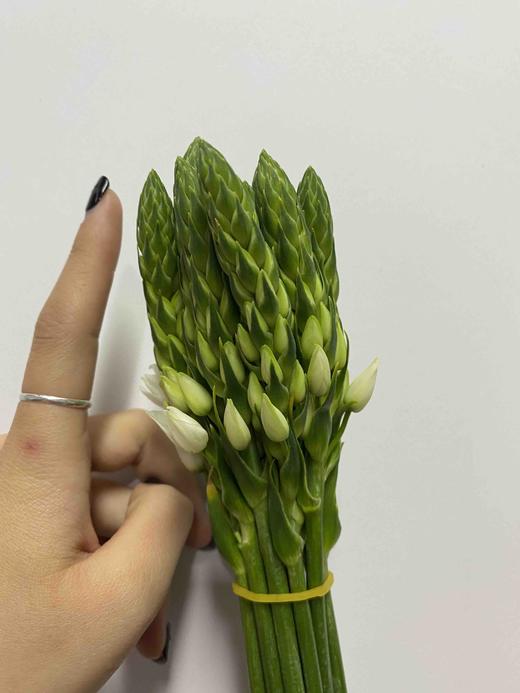 B级雀梅 商品图2