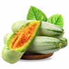 博洋61号甜瓜 商品缩略图0