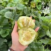 飨实 马连庄甜瓜  山东青岛  瓜香浓郁，皮薄可食 商品缩略图3