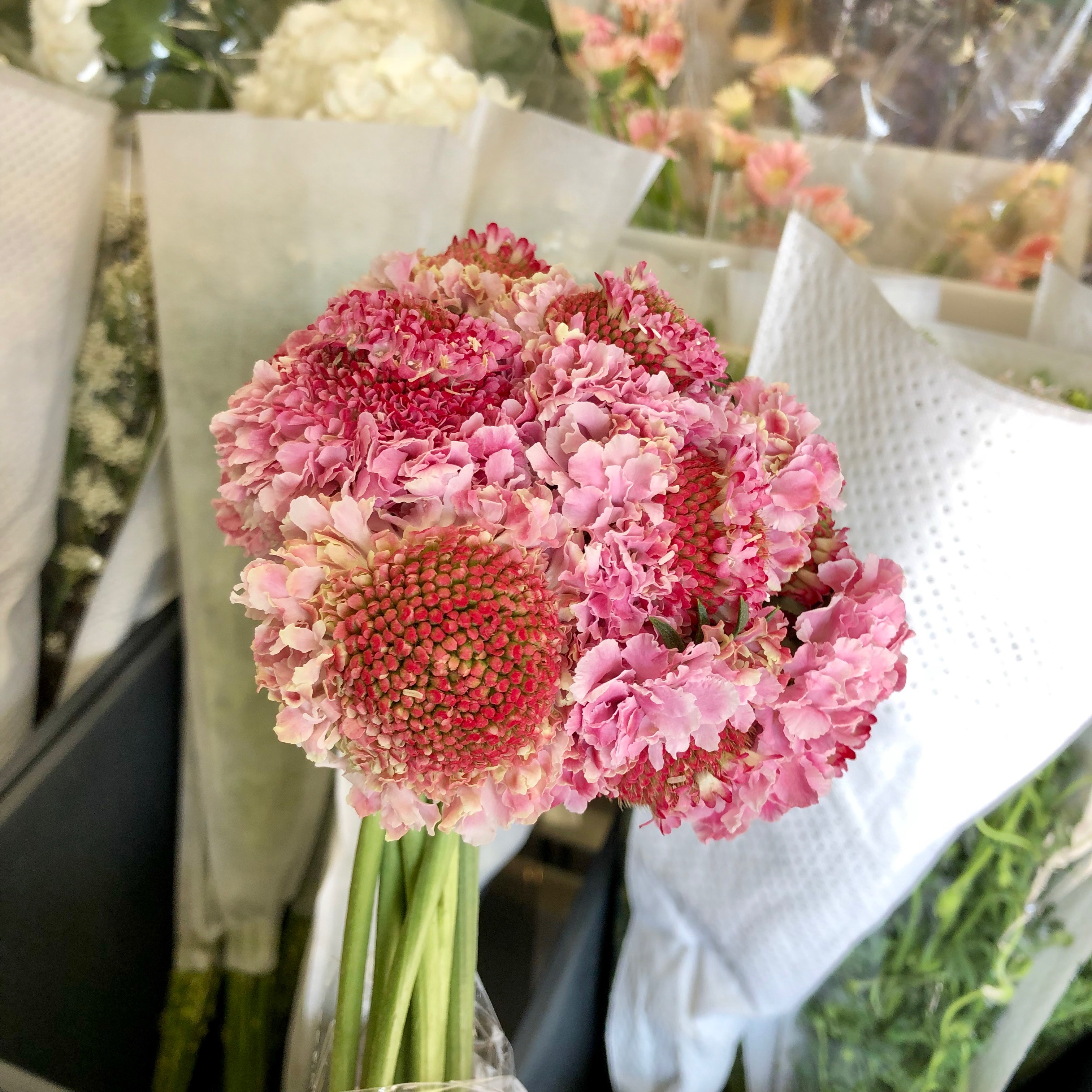 国产花材-【松虫草】