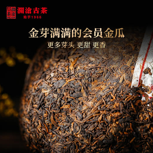 【开仓专享】澜沧古茶 2010年0085金瓜 景迈古树春茶普洱茶熟茶叶（500g/个） 商品图1