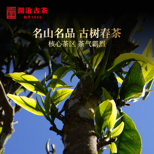 【开仓专享】澜沧古茶2010年邦崴古树茶普洱茶生茶叶400g*7片 商品图3