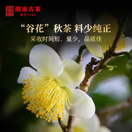 澜沧古茶2006年006景迈山野生古树茶普洱茶生茶大饼357g*7片 商品图3