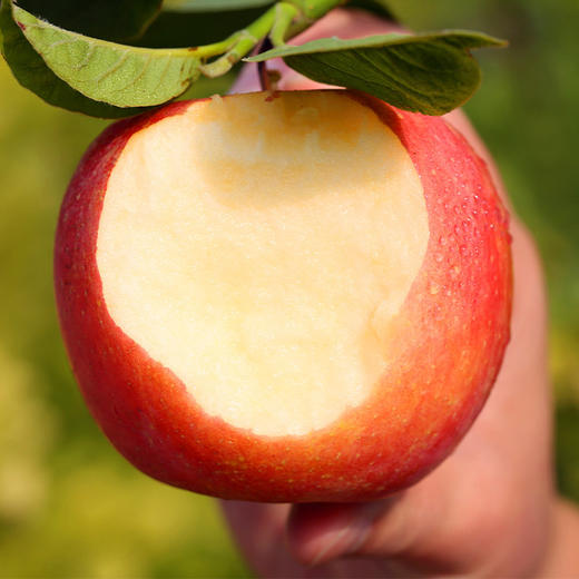 【陕西·洛川】正宗陕西洛川红富士苹果 脆甜冰糖心丑红苹果 新鲜水果 商品图1