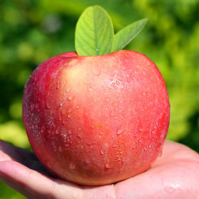 【陕西·洛川】正宗陕西洛川红富士苹果 脆甜冰糖心丑红苹果 新鲜水果