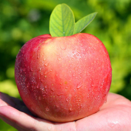 【陕西·洛川】正宗陕西洛川红富士苹果 脆甜冰糖心丑红苹果 新鲜水果 商品图0