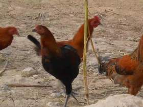 安叶家自产散养土家禽（鸡爪、鸡脚、鸡翅、鸡胸肉）（满98顺丰包邮）