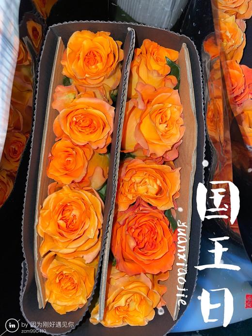 玫瑰·国王日 商品图0