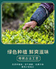【日照绿茶】绿茶2025春茶 200g/罐*6罐 商品缩略图0