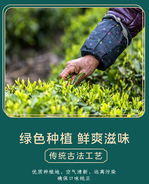 【日照绿茶】绿茶2025春茶 200g/罐*6罐 商品图0