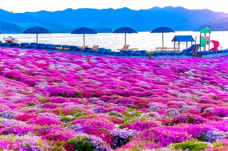 【雨花谷】遇见芝樱遇见你の中国最大芝樱花海-徜徉粉色花毯
