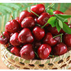 大连美早樱桃1盒500g/含包装 商品缩略图9