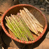 精品白芦笋（清脆解腻）  3斤装 商品缩略图1