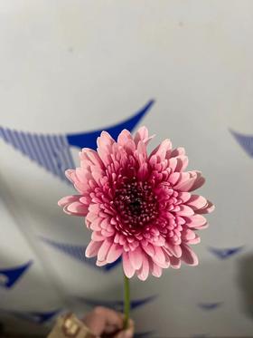 非洲菊 | 维也纳