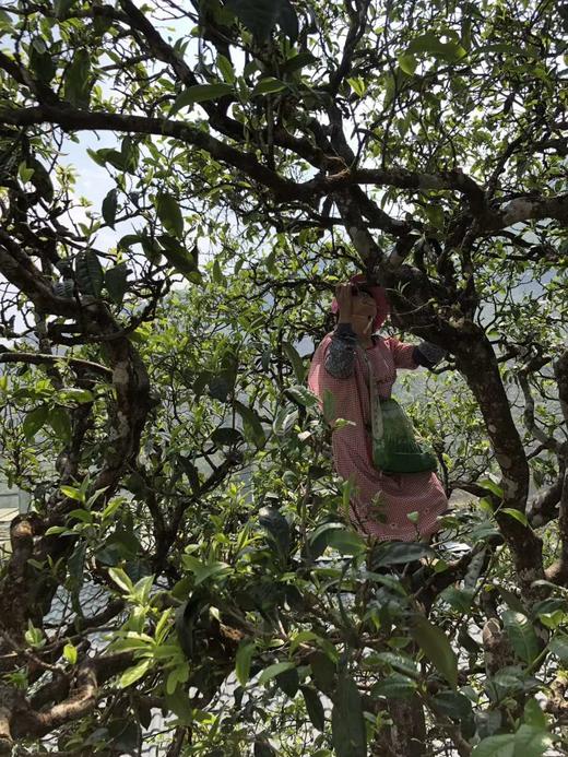 【凤庆滇红茶】春茶--一级品质，口感醇厚、回味悠长 商品图7