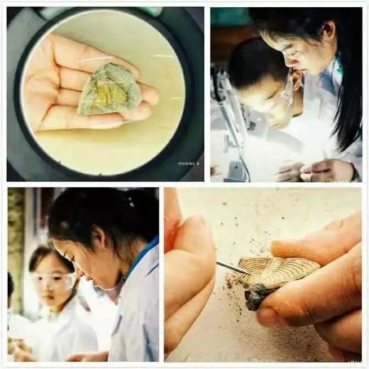 【武汉】中国地质大学逸夫博物馆--达尔文实验站 商品图0