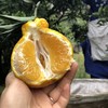 四川蒲江 柠檬不知火  5/8斤装 商品缩略图3