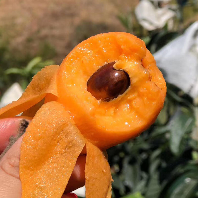 攀枝花【五星枇杷】果大肉厚，香甜汁多，肉质鲜嫩，现摘现发！【顺丰包邮】