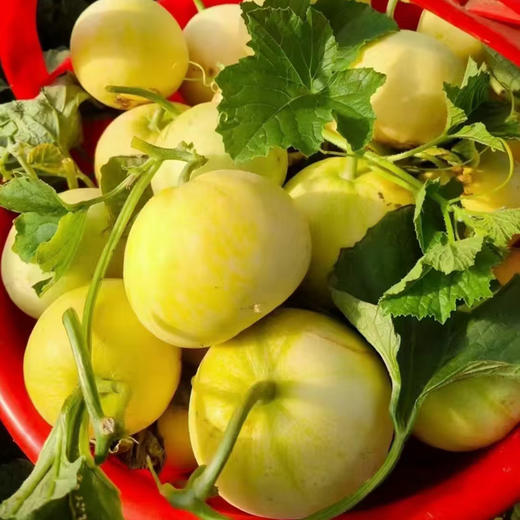 超级香甜的蜜罐甜瓜，浓浓的果香让你一次吃上瘾，果汁丰盈，甜度高~ 商品图5