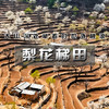 周三 /周末1天【梨花梯田 68元】世外桃源茅舍疏篱の谷雨时节赏大山深处梨花村-休闲户外徒步赏花 商品缩略图3