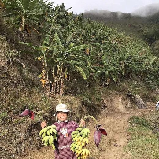 【老实芭蕉】原生态种植，无农药化肥除草剂，香甜糯 | 产地直发 商品图4