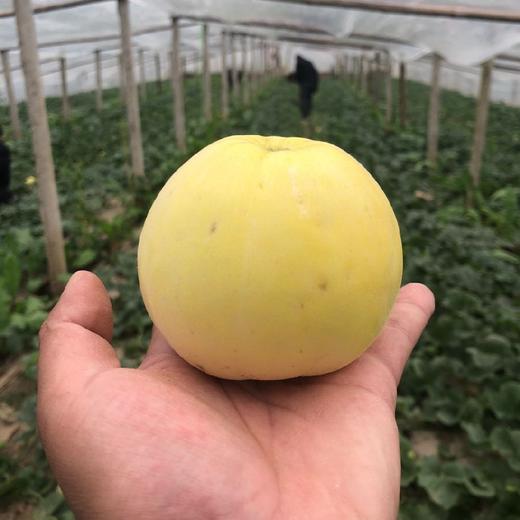 小蜜蜂树上熟黄金小甜瓜 4.5斤（约5-9个） 商品图5