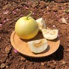小蜜蜂树上熟黄金小甜瓜 4.5斤（约5-9个） 商品缩略图7