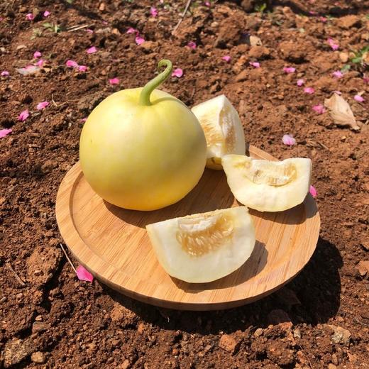 小蜜蜂树上熟黄金小甜瓜 4.5斤（约5-9个） 商品图7