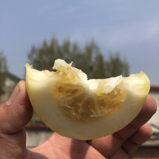 小蜜蜂树上熟黄金小甜瓜 4.5斤（约5-9个） 商品图9
