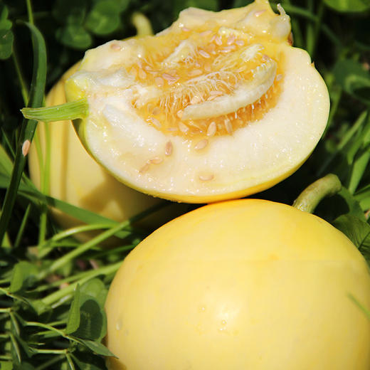 超级香甜的蜜罐甜瓜，浓浓的果香让你一次吃上瘾，果汁丰盈，甜度高~ 商品图0