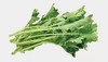 羽衣甘蓝苗 商品缩略图0