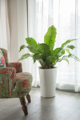 弗劳尔鸟巢蕨中盆栽