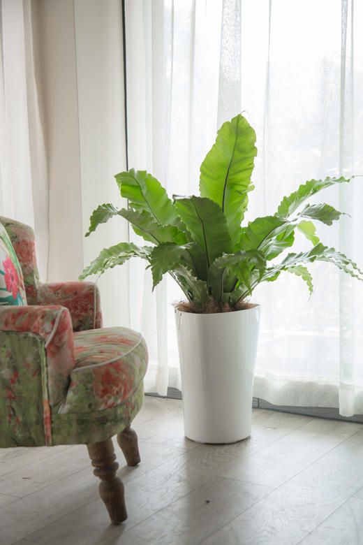 弗劳尔鸟巢蕨中盆栽 商品图0