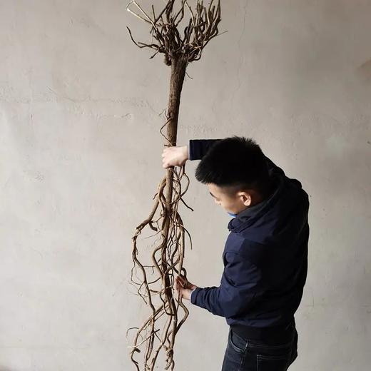 内蒙原产多年生黄芪补气养身53g90g*2【漠北黄芪】 商品图2