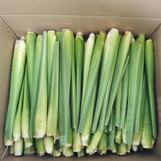 丨生态丨新鲜莲藕 茭白 茨菇 荸荠（马蹄）零添加糖藕 可以单买，可以混搭  水八仙基地 商品图4