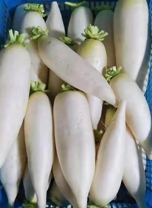 有机白萝卜 商品图0