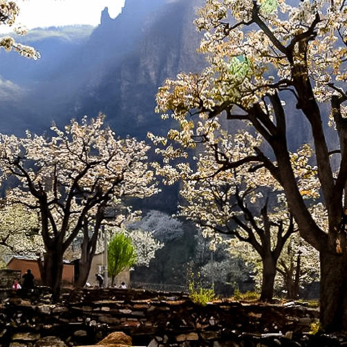 周三 /周末1天【梨花梯田 68元】世外桃源茅舍疏篱の谷雨时节赏大山深处梨花村-休闲户外徒步赏花 商品图4