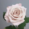 国产玫瑰-曼塔-20枝 商品缩略图0