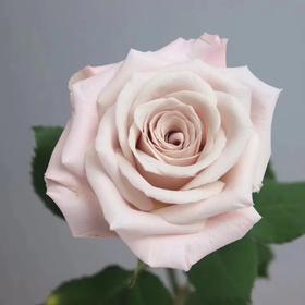 国产玫瑰-曼塔-20枝