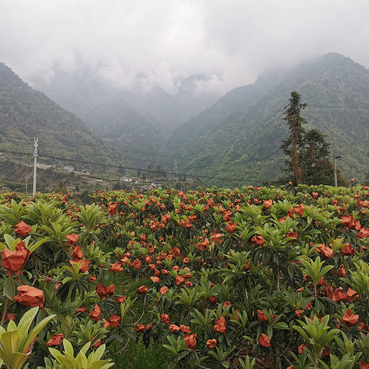 攀枝花【五星枇杷】果大肉厚，香甜汁多，肉质鲜嫩，现摘现发！【顺丰包邮】 商品图5