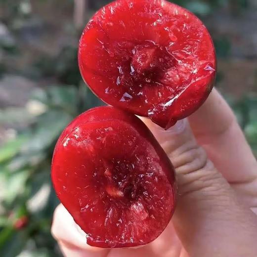大连美早樱桃1盒500g/含包装 商品图8