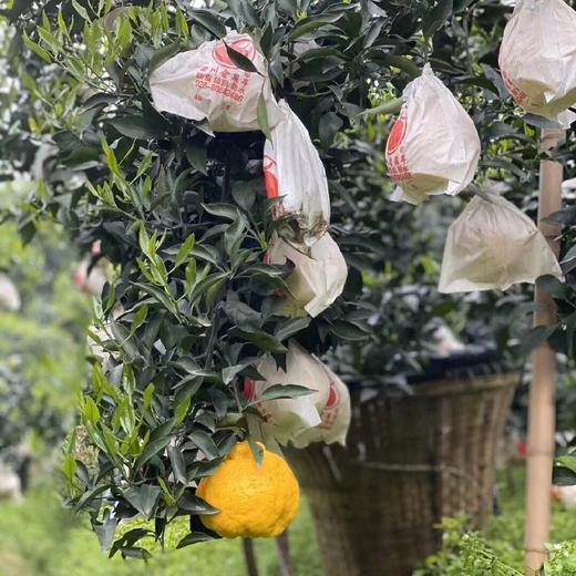 四川蒲江 柠檬不知火  5/8斤装 商品图4