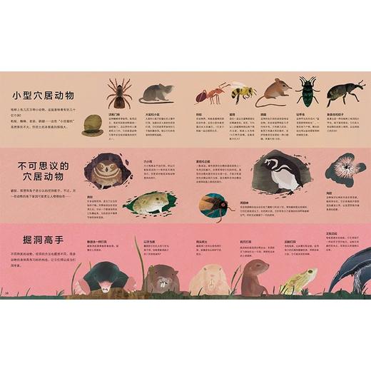 《洞》4-8岁 童年对于植物分类的阅读回忆一下子涌心头，它用百科的方式，把我们几乎熟视无睹的洞以全新的分类，图文并茂地例举了二百多种洞的介绍，使我对于洞洞有了全新的、有序的认识。 商品图5