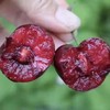 【美早大樱桃】果肉紧致，颜色鲜艳，甜度高 商品缩略图2