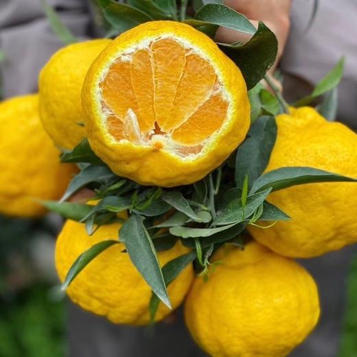 四川蒲江 柠檬不知火  5/8斤装 商品图2