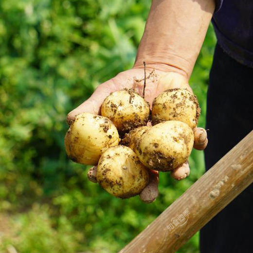 原生态·恩施1800米高山马尔科黄皮黄心小土豆  商品图0